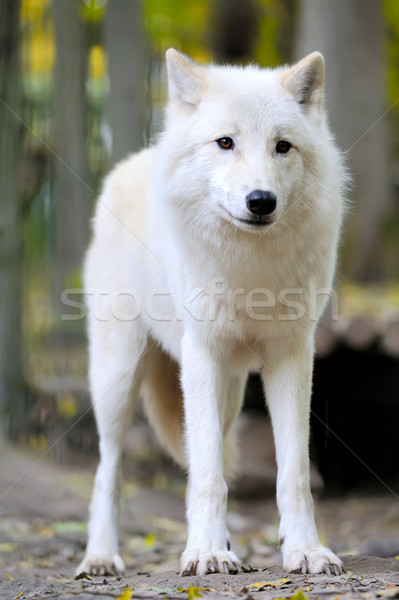 Biały wilk lasu charakter zwierząt niebezpieczeństwo Zdjęcia stock © byrdyak