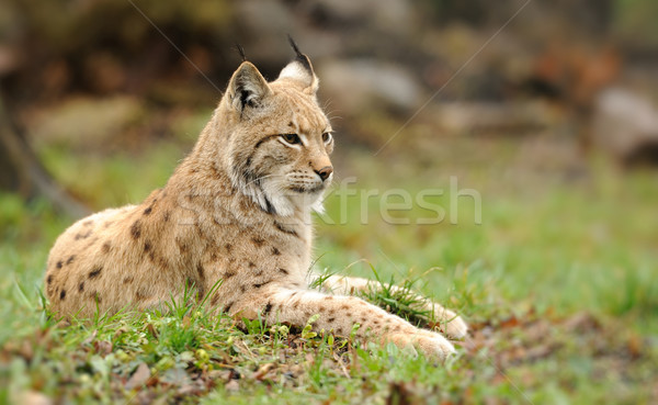 Jungen Luchs Auge Gesicht Gras Holz Stock foto © byrdyak