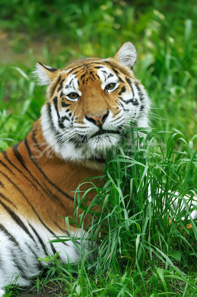 Stock photo: Tiger