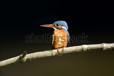 Blu martin pescatore uccello bella ramo acqua Foto d'archivio © byrdyak