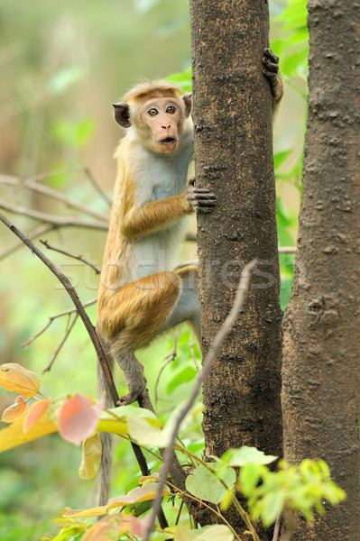 Monkey in the living nature Stock photo © byrdyak