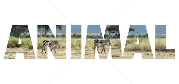 Background with word 'Animal' Stock photo © byrdyak