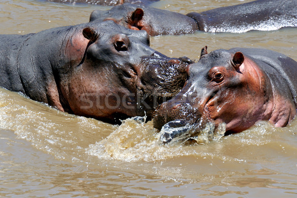 Hippopotamus Stock photo © byrdyak