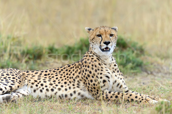 Ghepardo selvatico african bella mammifero animale Foto d'archivio © byrdyak