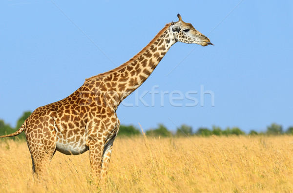 Foto stock: Girafa · parque · Quênia · savana · África · olho