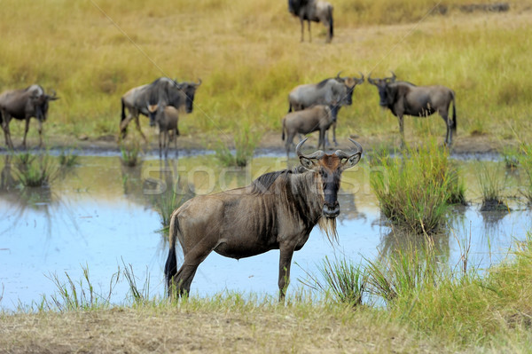 Stock foto: Park · Kenia · Afrika · Licht · blau · Gruppe