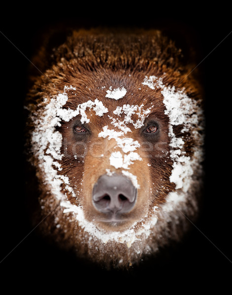Ponosi portret niedźwiedź brunatny oka Zdjęcia stock © byrdyak