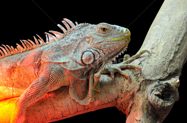 Iguana primo piano giovani rosolare rettile occhi Foto d'archivio © byrdyak