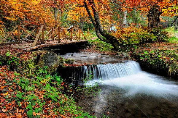 Wodospad jesienią lasu piękna krajobraz drewna Zdjęcia stock © byrdyak