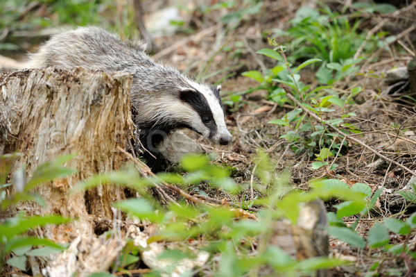 Stock foto: Dachs · Baby · Natur · Stein · schwarz · Tier