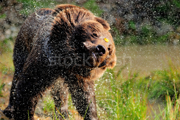 Medve erdő természet háttér nyár portré Stock fotó © byrdyak