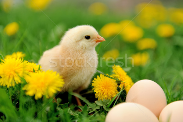 Stockfoto: Weinig · kip · gras · ei · voorjaar · baby