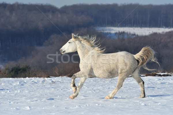 Horse Stock photo © byrdyak