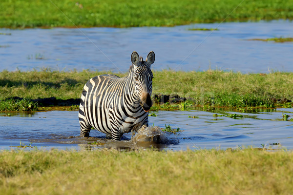 зебры парка Кения озеро Африка трава Сток-фото © byrdyak