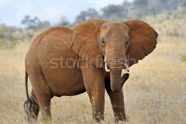 Fil park Kenya Afrika bebek çim Stok fotoğraf © byrdyak