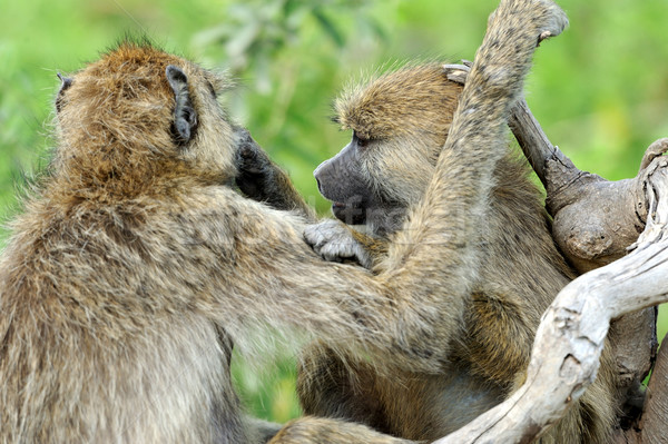 Olive baboon Stock photo © byrdyak