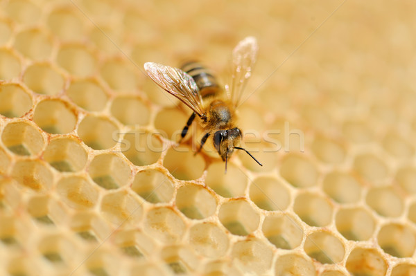 Working bees on honey cells Stock photo © byrdyak