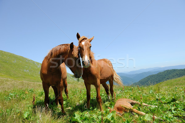 Horse in mountain Stock photo © byrdyak