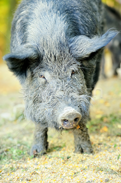 Wild boar Stock photo © byrdyak