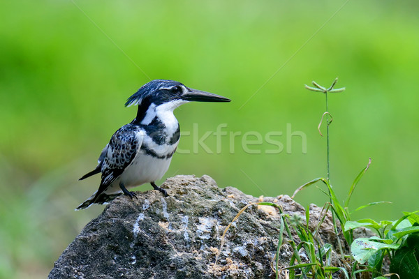 Pescarus piatră Kenia Africa masca negru Imagine de stoc © byrdyak