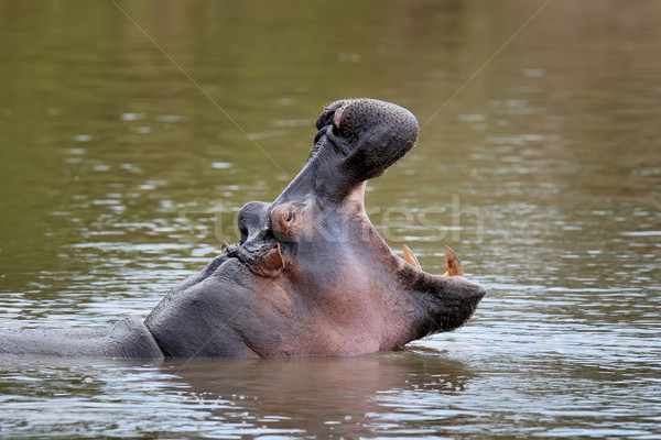 Hippo family. Kenya, Africa Stock photo © byrdyak