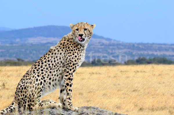 Wild afrikaanse cheetah mooie zoogdier dier Stockfoto © byrdyak