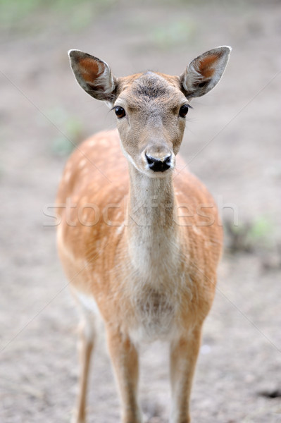 Fallow deer Stock photo © byrdyak