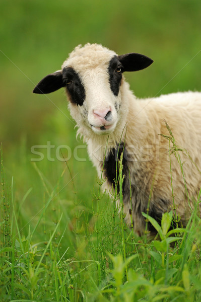 White sheep in grass Stock photo © byrdyak