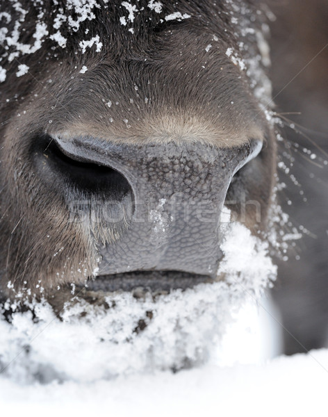 Bizon gezicht winter dag sneeuw hout Stockfoto © byrdyak