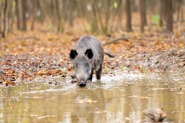 Wild boar in autumn forest Stock photo © byrdyak