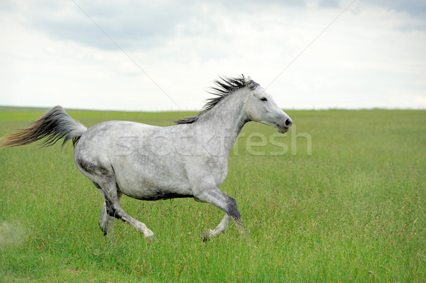 Caballo pradera verano azul ir velocidad Foto stock © byrdyak