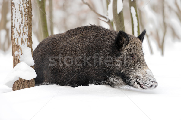 Stock photo: Wild boar