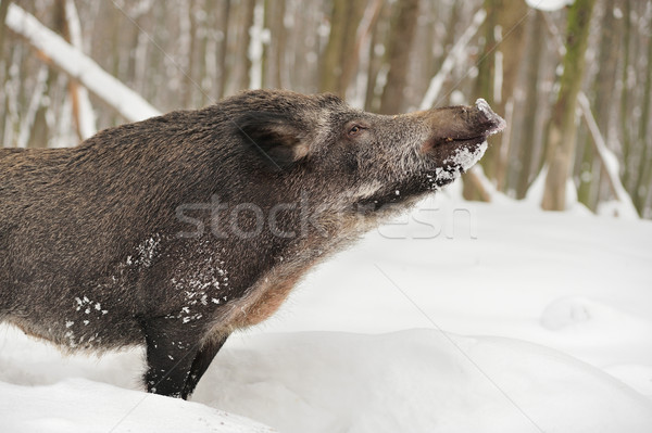 Vad vaddisznó közelkép tél erdő tavasz Stock fotó © byrdyak