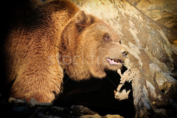 Big Brown Bear Stock photo © byrdyak