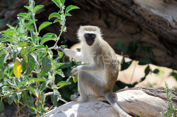 Vervet monkey Stock photo © byrdyak