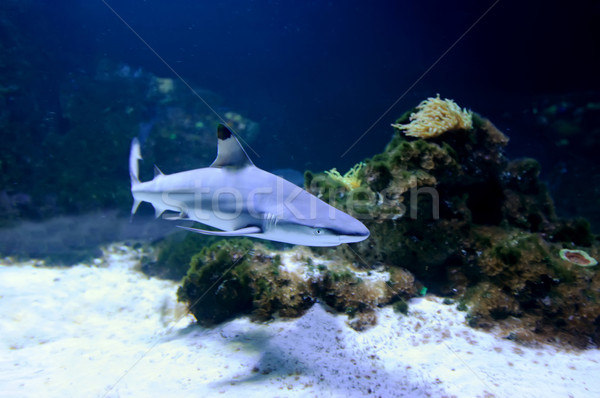 Whitetip reef shark Stock photo © byrdyak