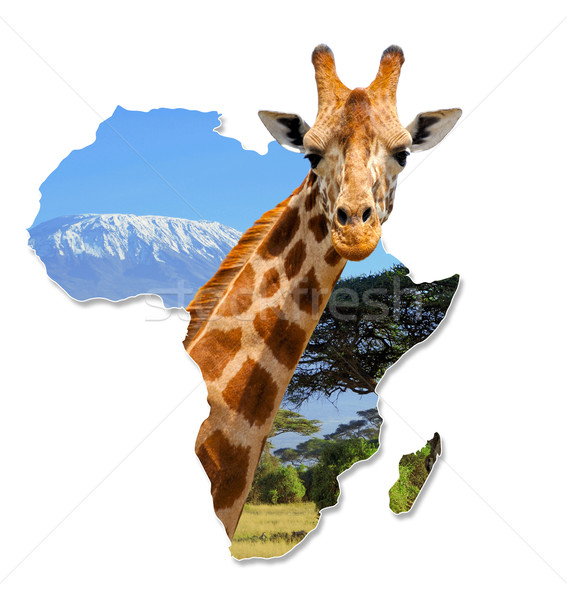 Africa Wildlife Map Design Stock photo © byrdyak