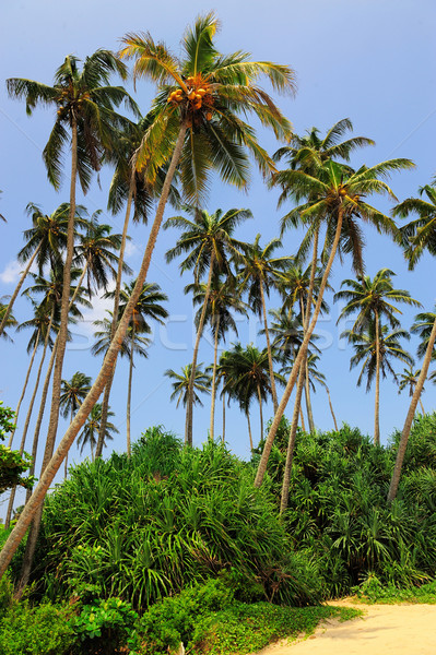 Tropikal plaj palmiye Sri Lanka plaj gökyüzü su Stok fotoğraf © byrdyak