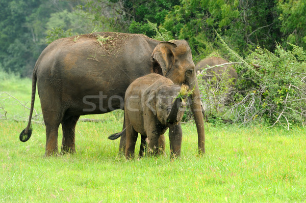 Elefántok park Sri Lanka baba háttér bőr Stock fotó © byrdyak
