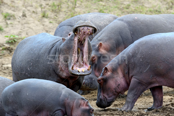 Suaygırı aile suaygırı dışında su Afrika Stok fotoğraf © byrdyak