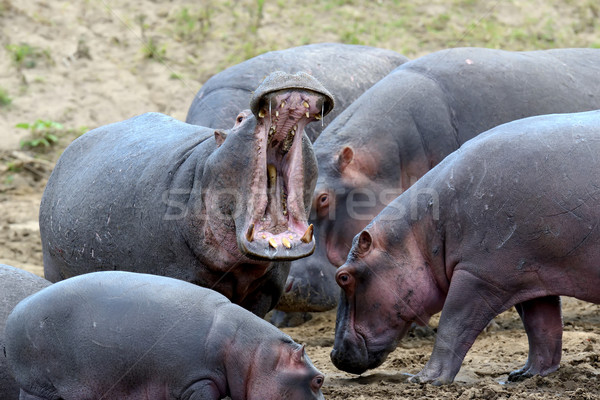 Stock foto: Nilpferd · Familie · Nilpferd · außerhalb · Wasser · Afrika