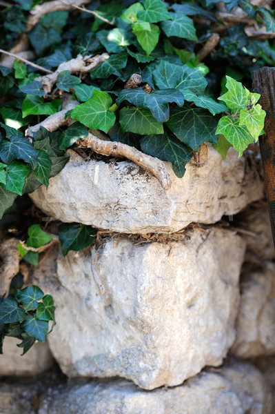 Old stone overgrown with ivy Stock photo © byrdyak