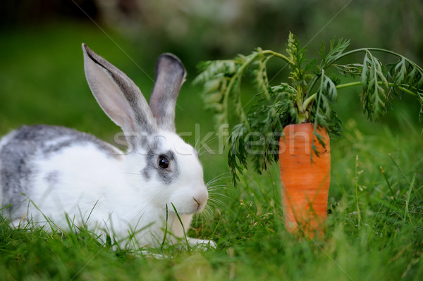 Rabbit Stock photo © byrdyak