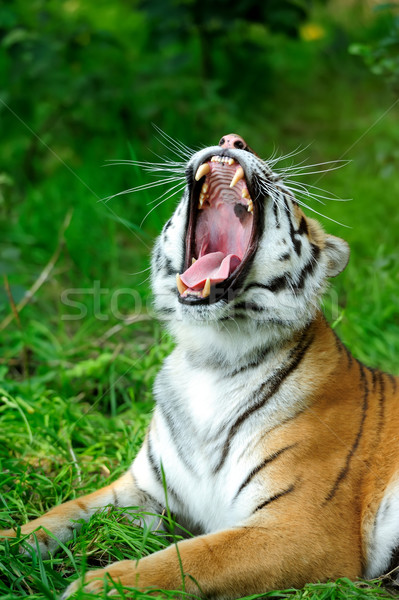 Tiger Stock photo © byrdyak