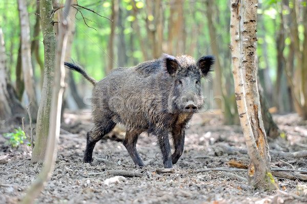 Wild boar Stock photo © byrdyak