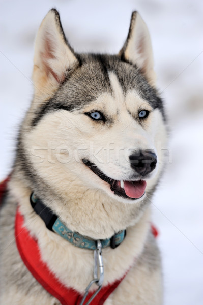 Boğuk köpek kış portre mutlu gözler Stok fotoğraf © byrdyak