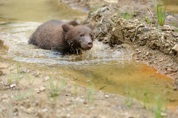 Brown bear cub in a water Stock photo © byrdyak