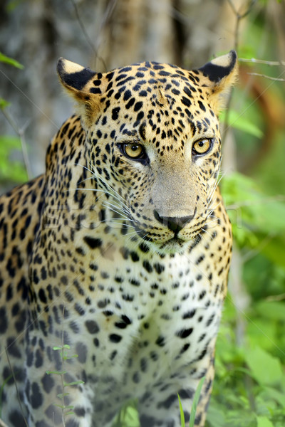 Leopard sauvage île Sri Lanka oeil visage [[stock_photo]] © byrdyak