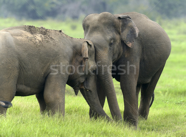 Słonie parku lata podróży słoń asian Zdjęcia stock © byrdyak