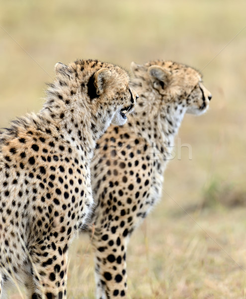 Stock photo: Cheetah